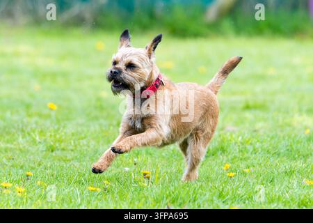 Border-Terrier-Hund, der auf einer grasbewachsenen Wiese in Leicestershire mit einigen gelben Blumen läuft Stockfoto