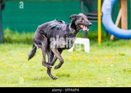 Windhund, der mit einem Geschirr auf Gras in Leicestershire läuft. Stockfoto