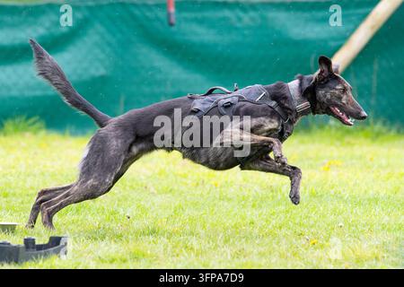 Brindler-Greyhound-Hund, der mit einem Geschirr auf der Wiese in Leicestershire läuft. Stockfoto