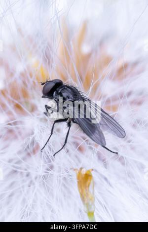Anthomyiidae indet Fliege, die auf einem Löwenzahn-Fruchtkopf in Leicestershire ruht. Stockfoto