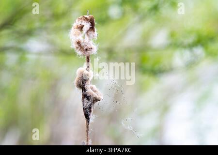 Typha latifolia Samenstand mit sich verteilenden Samen an den Rutland Waters Stockfoto