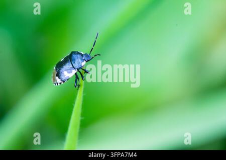 Nahaufnahme eines Tritomegas-bicolor-Käfers, der auf einem grünen Blatt in Leicestershire sitzt. Stockfoto