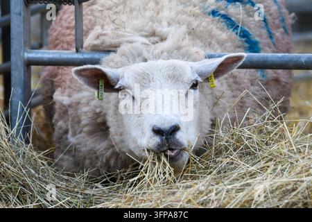 Schaf frisst Heu in einem Gehege in Leicestershire, England. Stockfoto