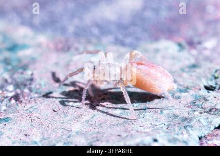 Ein Clubiona-Spinnene exemplar auf einer strukturierten Oberfläche in Leicestershire. Stockfoto