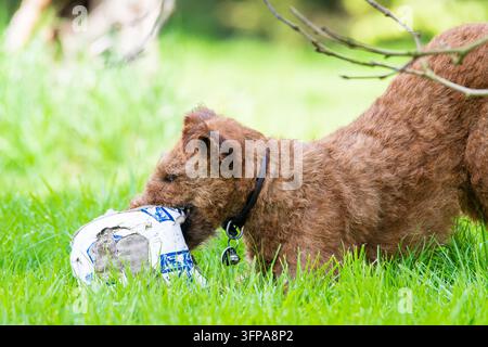 Irische Terrier-Hündin spielt mit einem Ball im Gras in Leicestershire. Stockfoto