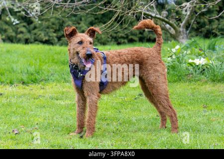 Irischer Terrier mit Geschirr steht auf Gras in Leicestershire. Stockfoto