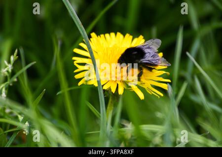 Eine Bombus lapidarius-Hummle auf einer gelben Löwenzahnblüte in Leicestershire. Stockfoto