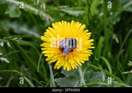 Eine Bombus lapidarius-Hummle auf einer gelben Löwenzahnblüte in Leicestershire. Stockfoto