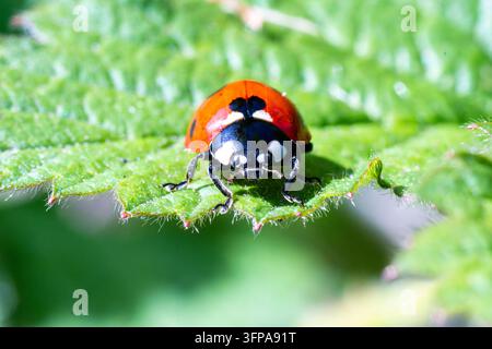 Siebenpunkt-Marienkäfer (Coccinella septempunctata) auf einem grünen Blatt in Leicestershire. Stockfoto