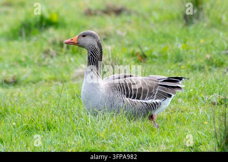 Graugans (Anser anser) steht im Gras an den Rutland Waters. Stockfoto
