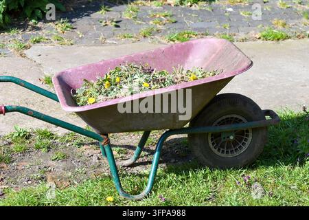 Schubkarre mit Unkraut und Löwenzahn nach dem Jäten in einem Garten in Leicestershire Stockfoto