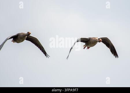 Zwei Kanadagänse (Branta canadensis) fliegen über Rutland Waters unter einem grauen Himmel. Stockfoto