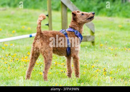 Irischer Terrier-Hund mit blauem Geschirr steht auf Gras in Leicestershire. Stockfoto