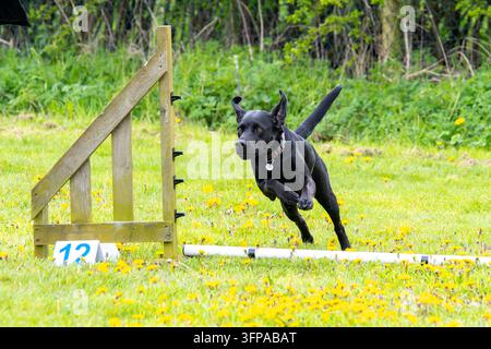 Schwarzer Labrador Retriever läuft durch einen Agility-Parcours in Leicestershire. Stockfoto