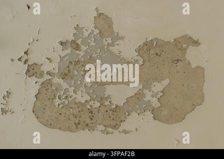 Beschädigte, abblätternde und abplatzende weiße Farbe an einer alten Innenwand, die Schimmel und Textur zeigt. Stockfoto