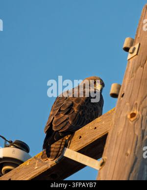 Rotschwanzbussard, der auf einem hölzernen Strommast sitzt Stockfoto