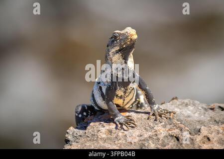 Nahaufnahme Frontporträt einer schwarzweiß gefleckten Iguanen mit orangefarbenem Schnabel, die stolz auf einem sonnenbeschienenen Felsen steht Stockfoto