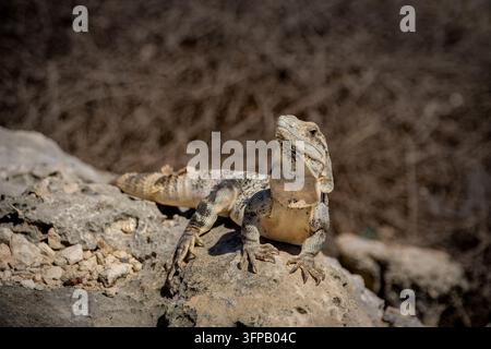 Alerte Graue Leguan mit erhobenem Kopf und Kehlsack, der auf verwittertem Korallenfelsen posiert, Vorderansicht Reptil Nahaufnahme Stockfoto