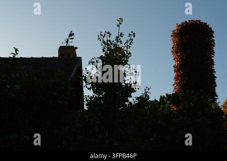 Silhouettiertes Dach mit Schornstein und von Efeu umrankter Turm. Bäume ragen hoch gegen den klaren Himmel. Sonnenlicht glüht warm auf dem efeubedeckten Turm. Einfache Zählung Stockfoto
