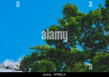 Üppige grüne Baumzweige strecken sich einem klaren blauen Himmel entgegen an einem sonnigen Tag in Hongkong. Lebendiges Laub und natürliche Kronenansicht vor einem hellen Sommerhimmel Stockfoto