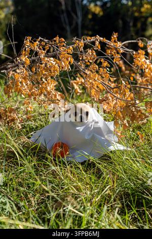 Süßer Chihuahua als Geist für Halloween verkleidet, sitzt in einem Herbstpark mit einem kleinen Kürbis. Bezaubernder Chihuahua feiert Halloween im Freien. Stockfoto