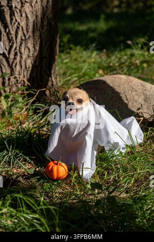 Süßer Chihuahua als Geist für Halloween verkleidet, sitzt in einem Herbstpark mit einem kleinen Kürbis. Bezaubernder Chihuahua feiert Halloween im Freien. Stockfoto