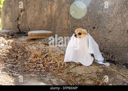 Süßer Chihuahua-Hund in einem weißen Geisterkostüm für Halloween, der draußen sitzt. Bezaubernder Hund trägt ein gruseliges Geisterlaken-Kostüm draußen. Stockfoto