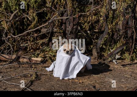 Süßer Hund als Geist für die Halloween-Feier verkleidet. Bezaubernder Chihuahua in einer weißen Decke eingewickelt, der auf dem Boden sitzt. Stockfoto