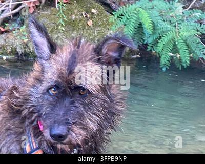 Nasser struppiger brauner Hund mit zotteligem Fell und hellen Augen steht in flachem Flusswasser, reflektiert Licht und genießt einen verspielten, erfrischenden Moment draußen Stockfoto