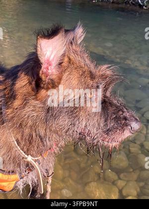 Nasser, struppiger brauner Hund steht in einem flachen Fluss, genießt ein kühlendes Sommerbad, während Wasser von seinem zotteligen Fell tropft, und schaut zur Seite in einem su Stockfoto