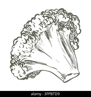 Eine monochromatische botanische Illustration eines ganzen Kopfes Blumenkohl. Handgezeichneter Linienvektor-Gemüse-Retro-Clipart für Lebensmittelverpackungen. Eine Federzeichnung im Stichstil. Stock Vektor