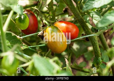Nahaufnahme von mehreren Roma-Tomaten in verschiedenen Reifestadien, die an einer grünen Pflanze mit Blättern und Ranken wachsen Stockfoto