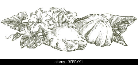 Ganzer Patty-Pan-Kürbis, Blätter und Blüten. Handgezeichnete Skizze. Vektor-Linien-Clipart mit Muschelkürbis. Linienzeichnung eines Sommer-Pattison-Gemüses. Retro-Illustration einer Radiertechnik. Stock Vektor