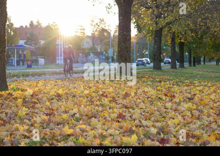 Teppich aus gelben Herbst-Ahornblättern auf dem Boden entlang einer Stadtstraße bei Sonnenaufgang Stockfoto