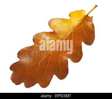Herbst Eichenlaub auf weißem Hintergrund Stockfoto