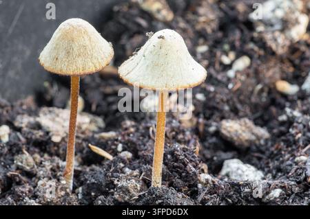 Zwei kleine braune Pilze, die aus dunkler Erde wachsen. Stockfoto