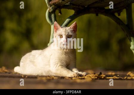 Weiße Katze ruht im Freien im warmen Sonnenlicht Stockfoto