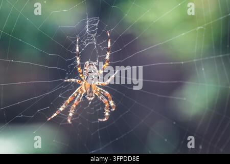 Nahaufnahme einer europäischen Gartenspinnen (Kreuzspinne, Kronenradspinne) auf einem Spinnennetz sitzend Stockfoto