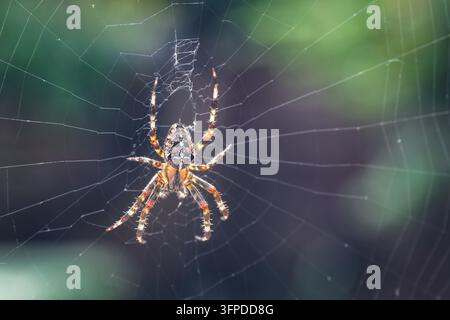 Nahaufnahme einer europäischen Gartenspinnen (Kreuzspinne, Kronenradspinne) auf einem Spinnennetz sitzend Stockfoto