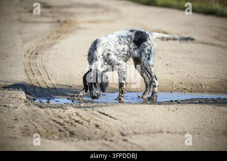 Blue Belton English Setter trinkt Wasser aus einer Pfütze auf einem sandigen Feldweg während eines Spaziergangs außerhalb der Stadt. Jagdhunde. Stockfoto