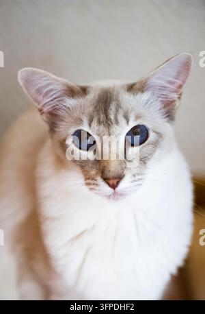 Porträt einer balinesischen Katze in ihrem Zuhause Stockfoto