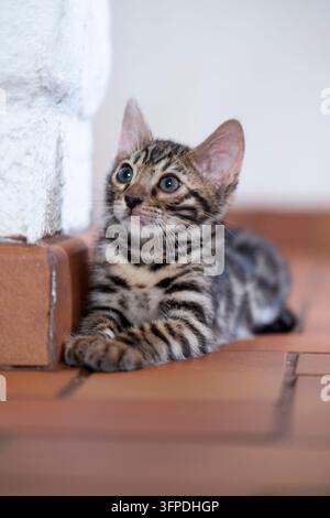 Süßes Bengalkätzchen zu Hause Stockfoto
