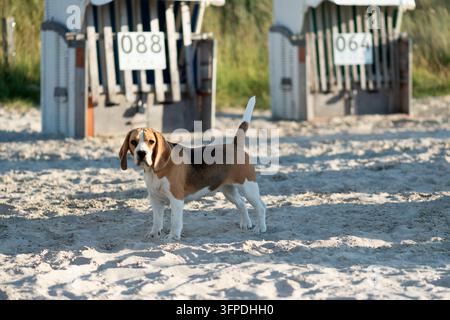 Ein Beagle am Hundestrand in Norddeich Stockfoto