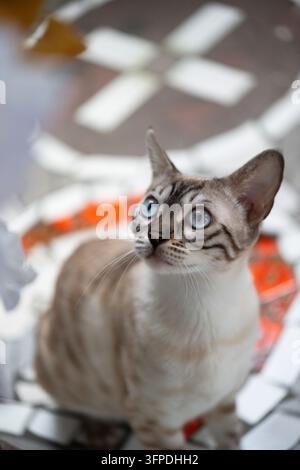 Eine Bengalkatze sitzt auf dem Boden Stockfoto