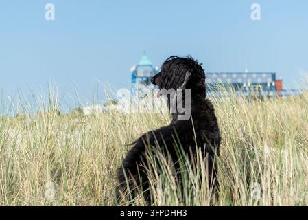 Ein Afghane am Strand in Norddeich Stockfoto