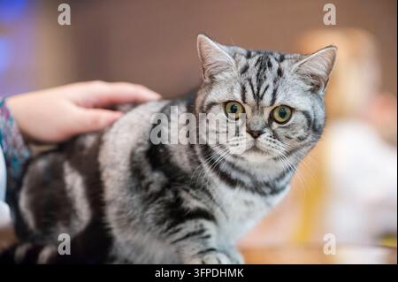 Britisch Kurzhaar-Katze auf einer Katzenausstellung Stockfoto