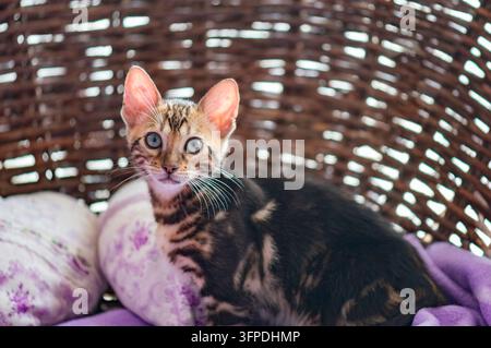 Ein Bengalkitten sitzt auf einem Korbstuhl Stockfoto