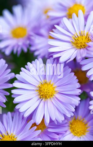 Lila Asterblüten mit gelbem Zentrum, die im Garten blühen, mit weichem unscharfem Bokeh-Hintergrund Stockfoto