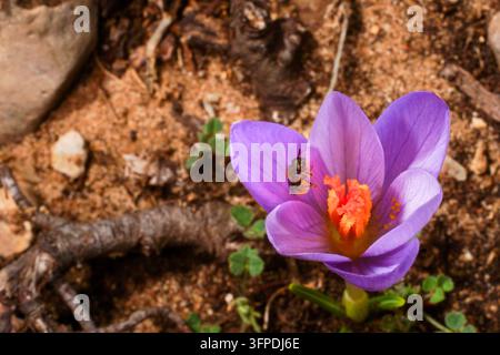 Mit Pollen bedeckte Biene auf Crocus serotinus, späte Krokusblüte in der Nähe von Cabo de São Vicente, Portugal Stockfoto