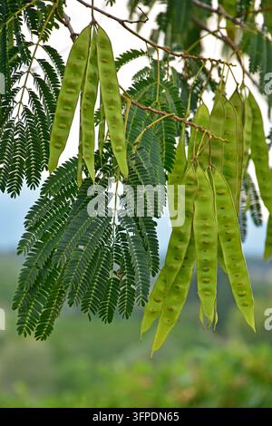 Reifende Früchte der Silberakazie, Acacia dealbata, falsche Mimose Stockfoto